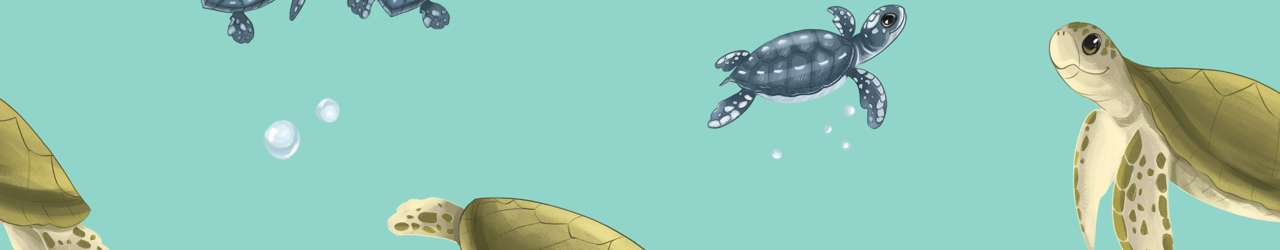 Charlie Safari - Ridley Sea Turtle